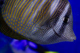 Desjardinii Sailfin Tang (Zebrasoma desjardinii) aka Red Sea Sailfin Tang