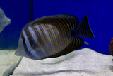 Desjardinii Sailfin Tang (Zebrasoma desjardinii) aka Red Sea Sailfin Tang