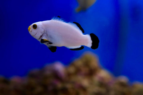 Platinum Percula Clownfish Pair (Amphiprion percula)