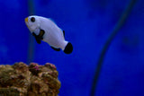 Platinum Percula Clownfish Pair (Amphiprion percula)