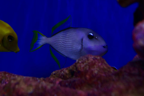 Blue Jaw Triggerfish (Xanthichthys Auromarginatus)