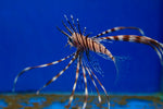 Black Volitans Lionfish (Pterois volitans)