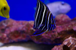 African Goldtail Angelfish (Pomacanthus chrysurus) aka Earspot Angelfish