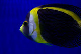 Scribbled Angelfish (Chaetodontoplus duboulayi)