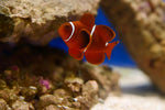 Maroon Clownfish Pair (Premnas biaculeatus)