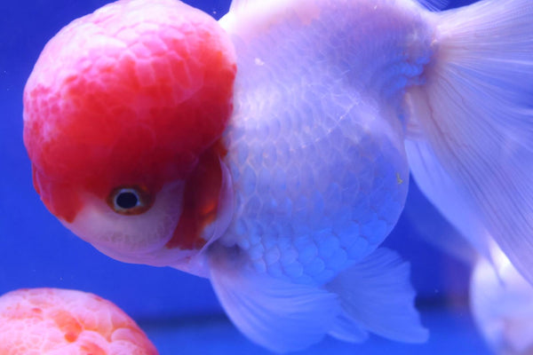 Red Cap Oranda Goldfish (Carassius Auratus) 12cm
