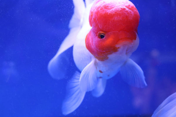 Red Cap Oranda Goldfish (Carassius Auratus) 8cm