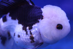 Premium Oranda Goldfish (Carassius Auratus) 12cm