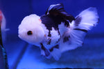 Premium Oranda Goldfish (Carassius Auratus) 12cm