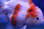 Premium Oranda Goldfish (Carassius Auratus) 12cm