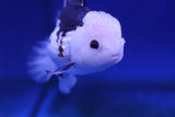 Premium Oranda Goldfish (Carassius Auratus) 12cm