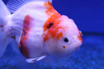 Premium Oranda Goldfish (Carassius Auratus) 12cm