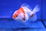 Premium Oranda Goldfish (Carassius Auratus) 12cm