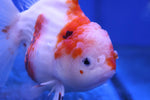 Premium Oranda Goldfish (Carassius Auratus) 12cm