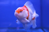 Premium Oranda Goldfish (Carassius Auratus) 12cm