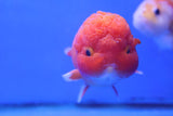 Ranchu Goldfish (Carassius Auratus) 11cm A Grade