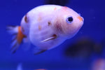 Ranchu Goldfish (Carassius Auratus) 9cm A Grade