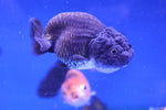 Ranchu Goldfish (Carassius Auratus) 9cm A Grade