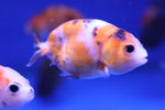 Ranchu Goldfish (Carassius Auratus) 9cm A Grade