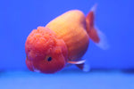 Ranchu Goldfish (Carassius Auratus) 11cm A Grade