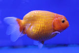 Ranchu Goldfish (Carassius Auratus) 11cm A Grade