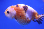 Ranchu Goldfish (Carassius Auratus) 9cm A Grade