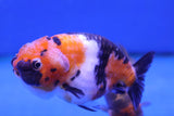 Ranchu Goldfish (Carassius Auratus) 9cm A Grade