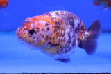 Ranchu Goldfish (Carassius Auratus) 9cm A Grade