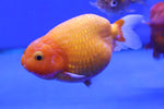 Ranchu Goldfish (Carassius Auratus) 11cm A Grade