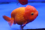 Ranchu Goldfish (Carassius Auratus) 11cm A Grade