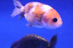 Ranchu Goldfish (Carassius Auratus) 9cm A Grade