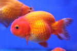 Ranchu Goldfish (Carassius Auratus) 11cm A Grade