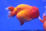 Ranchu Goldfish (Carassius Auratus) 11cm A Grade