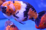 Ranchu Goldfish (Carassius Auratus) 9cm A Grade