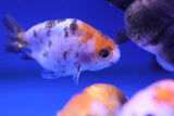 Ranchu Goldfish (Carassius Auratus) 9cm A Grade