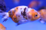 Ranchu Goldfish (Carassius Auratus) 9cm A Grade