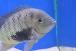 Pantano Cichlid (Herichthys pearsei) XXL 16cm