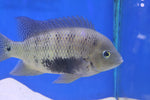 Pantano Cichlid (Herichthys pearsei) XXL 16cm