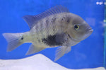 Pantano Cichlid (Herichthys pearsei) XXL 16cm