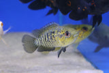 Yellow Jacket Cichlid (Parachromis fredrickstali) 8cm