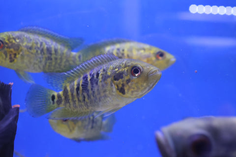 Yellow Jacket Cichlid (Parachromis fredrickstali) 8cm