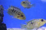 Yellow Jacket Cichlid (Parachromis fredrickstali) 8cm