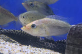 Red Bay Snook (Petina Splendida) 10cm