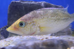 Red Bay Snook (Petina Splendida) 10cm