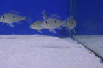 Geophagus Sveni 4cm