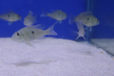 Geophagus Sveni 4cm