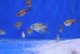 Hurstville Aquarium top supplier of healthy fish