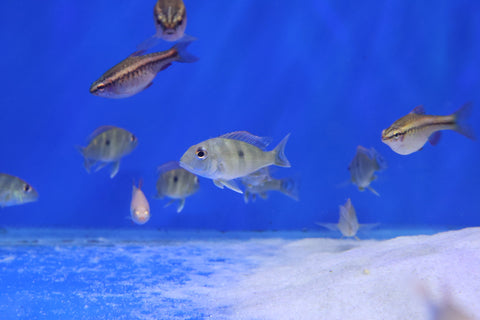 Geophagus Orange Head Tapajos 5cm