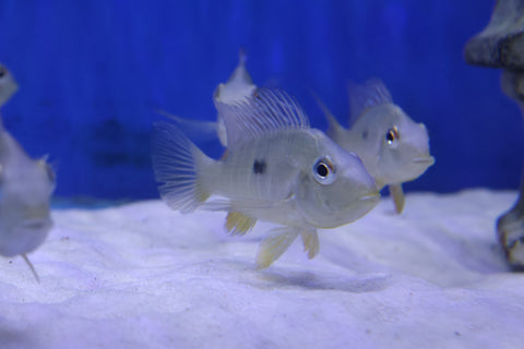 Geophagus Balzani 8cm