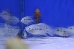 Firemouth Cichlid (Thorichthys meeki) 6cm